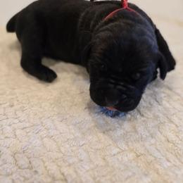 Red Collar - Black male Cane Corso puppy in Granbury, Texas from La Muerte Corso Kennel
