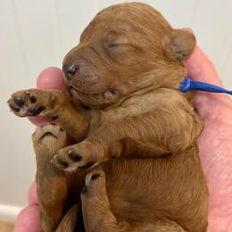 Tostito - Red  male Goldendoodle puppy in Coats, North Carolina from TH.EM Doodles