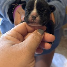 Orange collar - Brindle and white female French Bulldog puppy in Auburn, Maine from Jaded French Bulldogs and Bullmastiffs