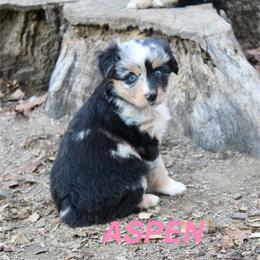 Aspen - Blue merle female Miniature Australian Shepherd puppy in Fort Smith, Arkansas from Rye Hill Aussies