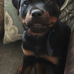 Rottweiler Puppies from Gregory Mulkey's Rottweilers