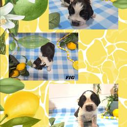 Boy 9 Fig - Red and white male English Springer Spaniel puppy in Saginaw, Michigan from Kemerer Springers