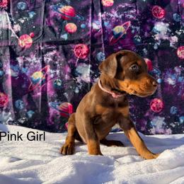 Pink - Red and rust female Doberman Pinscher puppy in Knox, Indiana from Double River Dobermans