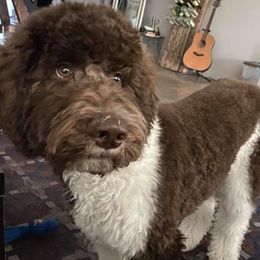 French Bulldogs and Goldendoodles from J&M Pawesome Puppies