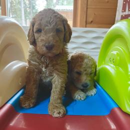 Goldendoodle Puppies from Lundee Doodles