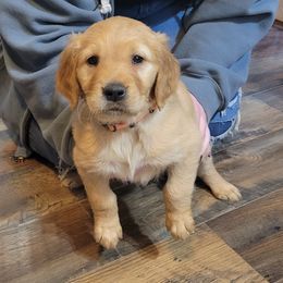 Orange collar - Dark golden female Golden Retriever puppy in Brush Prairie, Washington from Paradise Peaks