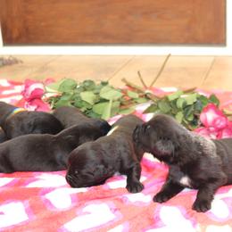 Boy 2 - Black male Newfoundland puppy in Ellendale Forge, Pennsylvania from Opening Heavens Doors Newfoundlands
