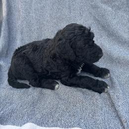 Shandy - Black female Bordoodle puppy in Indianapolis, Indiana from Indiana Bordoodles
