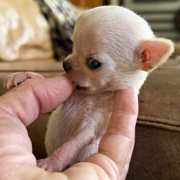 Girl I - Cream and white female Chihuahua puppy in Saint Johns, Florida from Acme Chihuahuas (Cheeky Chis)