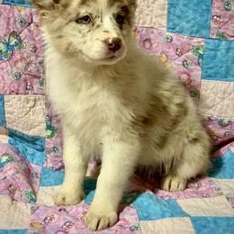 Red Merle 1 - Red merle female Miniature Australian Shepherd puppy in Lemon Cove, California from Magic Ranch Mini Aussies