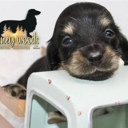 Dachshund Puppies from Piney Woods Miniature Dachshunds