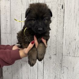 Yellow - Sable female German Shepherd puppy in Herrick, South Dakota from Dakota Shepherds Kennels