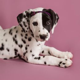 Dalmatian and Doberman Pinscher Puppies from Lorelei Legends