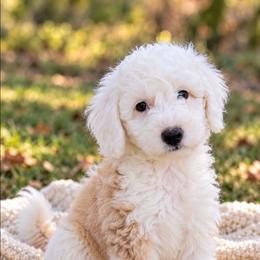 Sawyer - Apricot male Aussiedoodle puppy in Byron, Georgia from Southern Olive Doodles 🫒