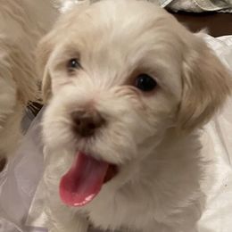Havanese from Karen Pierce's Havanese
