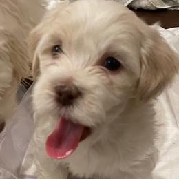 Havanese from Karen Pierce's Havanese