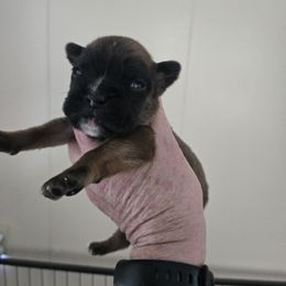 Boy 5 - Fawn male Boxer puppy in Petrolia, Pennsylvania from Arktis Boxers