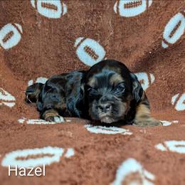 Hazel - Brown and tan female Cockapoo puppy in Sunset, Louisiana from Cano Cockapoos