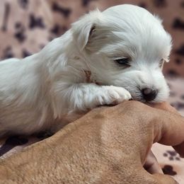 Maltese Puppies from Emotional Amor Support