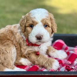 Red - Red male Bernedoodle puppy in Hesperia, Michigan from Red Acres Poodles & Doodles