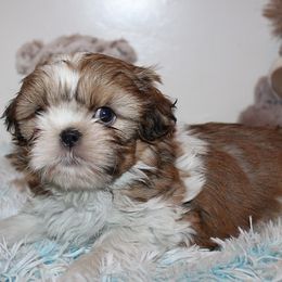 Boy 3 - Red and white male Shih Tzu puppy in Craig, Colorado from Rocky Mountain Shih Tzus and Dry Creek Miniature Dachshunds