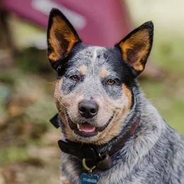 Australian Cattle Dogs from Oakley ACDs