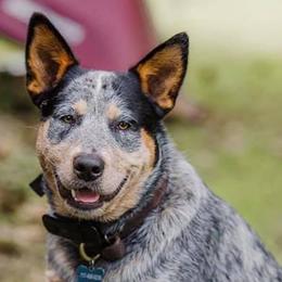 Australian Cattle Dogs from Oakley ACDs