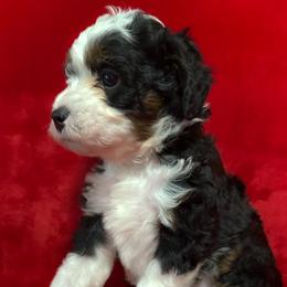 Thunder - Tri-color male Bernedoodle puppy in Bradenton, Florida from Peanut Butter Doodles