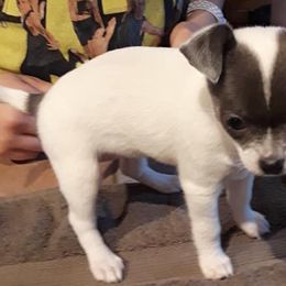 Chihuahuas and Yorkipoos from Charming Chihuahuas of Florida