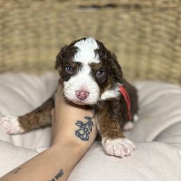 BROWNING - Tri-color male Bernedoodle puppy in Corpus Christi, Texas from The Henke Doodles
