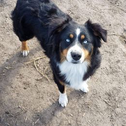 Attina - Australian Shepherd