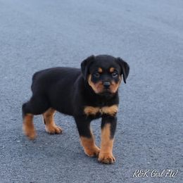 Rottweiler Puppies from Foundation's Rottweiler