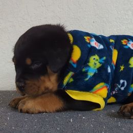Rottweiler Puppies from Galaxia Rottweilers