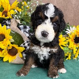 Hawk - Tri-color male Bernedoodle puppy in Seymour, Missouri from D and D’s Dandy Doodles