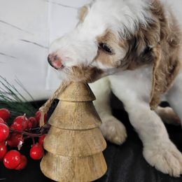 Poodle Puppies from Athena Smiles Standard Poodles