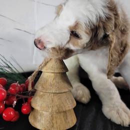 Poodle Puppies from Athena Smiles Standard Poodles