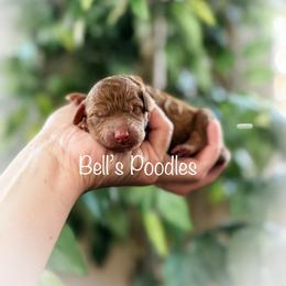 Male 1 - Red  male Poodle puppy in Fresno, California from Bell’s Poodles Of California