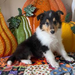 Neala - Black white and tan female Collie puppy in Hinckley, Minnesota from Rusty Spur Collies