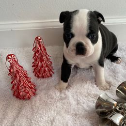 Luna AKC - Black brindle and white female Boston Terrier puppy in Imperial, Missouri from Boston Kup Breeders