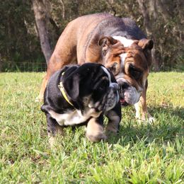 Bulldog Puppies from Magnificent Bulldogs
