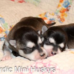Girl 1 - Black and white female Alaskan Klee Kai puppy in Klamath Falls, Oregon from Nordic Mini Huskys