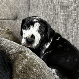 Great Dane Puppies from Denver Danes