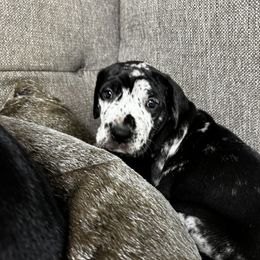 Great Dane Puppies from Denver Danes