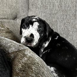 Great Dane Puppies from Denver Danes