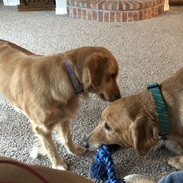 Golden Retrievers from OwenEnterpriseGoldens