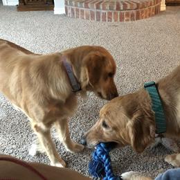 Golden Retrievers from OwenEnterpriseGoldens