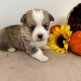 Sunny - Sable female Pembroke Welsh Corgi puppy in Millsap, Texas from Punchy Pembroke Ranch
