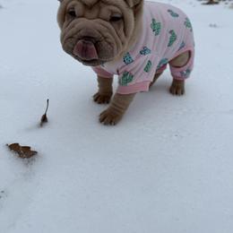 Holly - Cream female Chinese Shar-Pei puppy in North Carolina from Amy Mahaffey's Chinese Shar-Pei