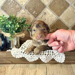 Catherine - Merle female Bernedoodle puppy in Bells, North Carolina from Neighborhood Poodles & Doodles