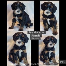 Swackhammer - Tri-color female Bernedoodle puppy in Roseburg, Oregon from Lookingglass Doodles